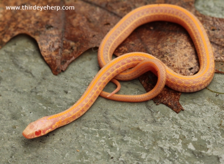 Albino Plains Garter Snake